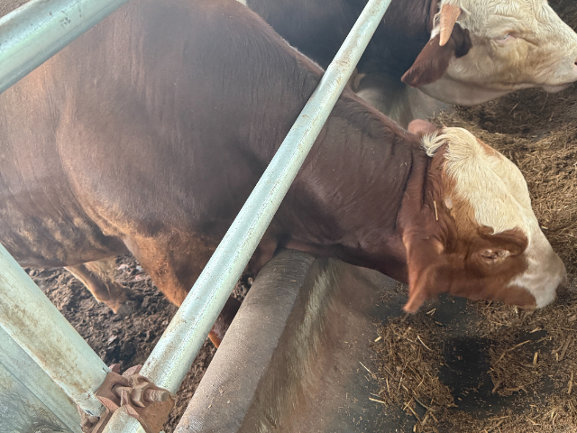 西藏銷售牛預(yù)混料常見(jiàn)問(wèn)題 成都英美爾農(nóng)牧科技供應(yīng)