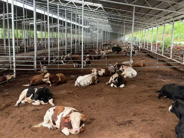 湖南催肥長肉牛預(yù)混料生產(chǎn)廠家 成都英美爾農(nóng)牧科技供應(yīng)