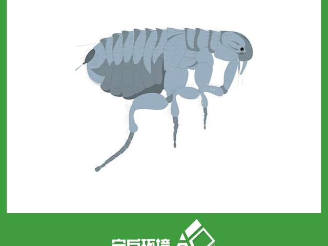 徐汇区本地虫害防治价格表