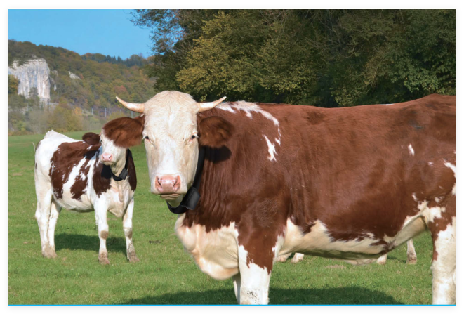 牲畜定位項圈多少錢 值得信賴 上海物和電子科技供應