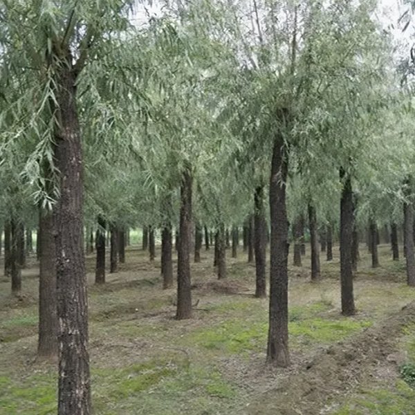 金洋柳