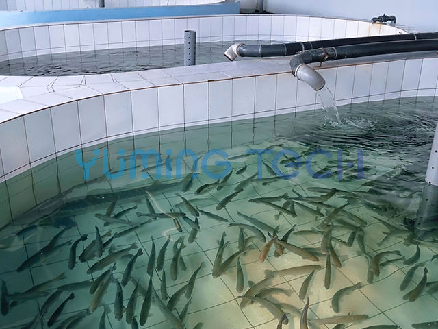 四川新型水產(chǎn)養(yǎng)殖常用知識(shí) 歡迎來電 上海昱茗供應(yīng)