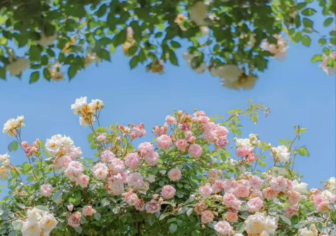 个性化鲜花与花艺制品厂家价格,鲜花与花艺制品