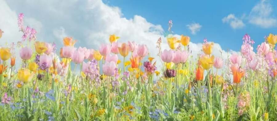 居家鲜花与花艺制品厂家价格,鲜花与花艺制品