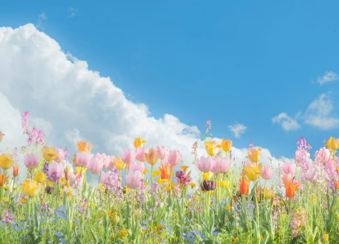 个性化鲜花与花艺制品厂家价格,鲜花与花艺制品