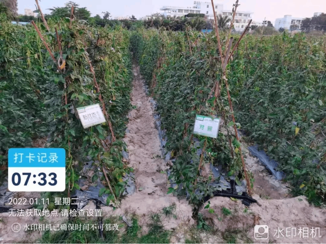 新壯態(tài)激發(fā)豇豆無限潛力，摘不完根本摘不完！