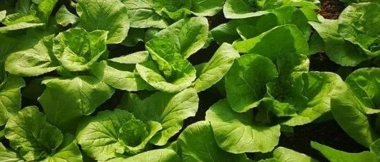 魚龍混雜！魚目混珠！什么樣的有機肥才是好有機肥？