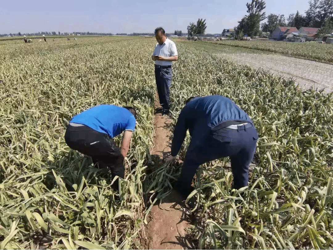 助力金鄉(xiāng)大蒜增產(chǎn)提質(zhì)，新壯態(tài)有一套