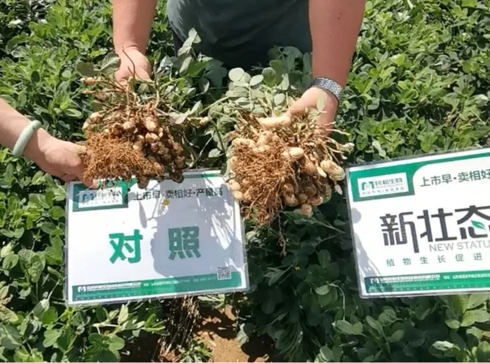 滴滴新壯態(tài)，陣陣魯花香，新壯態(tài)花生案例揭秘優(yōu)質(zhì)花生背后的故事