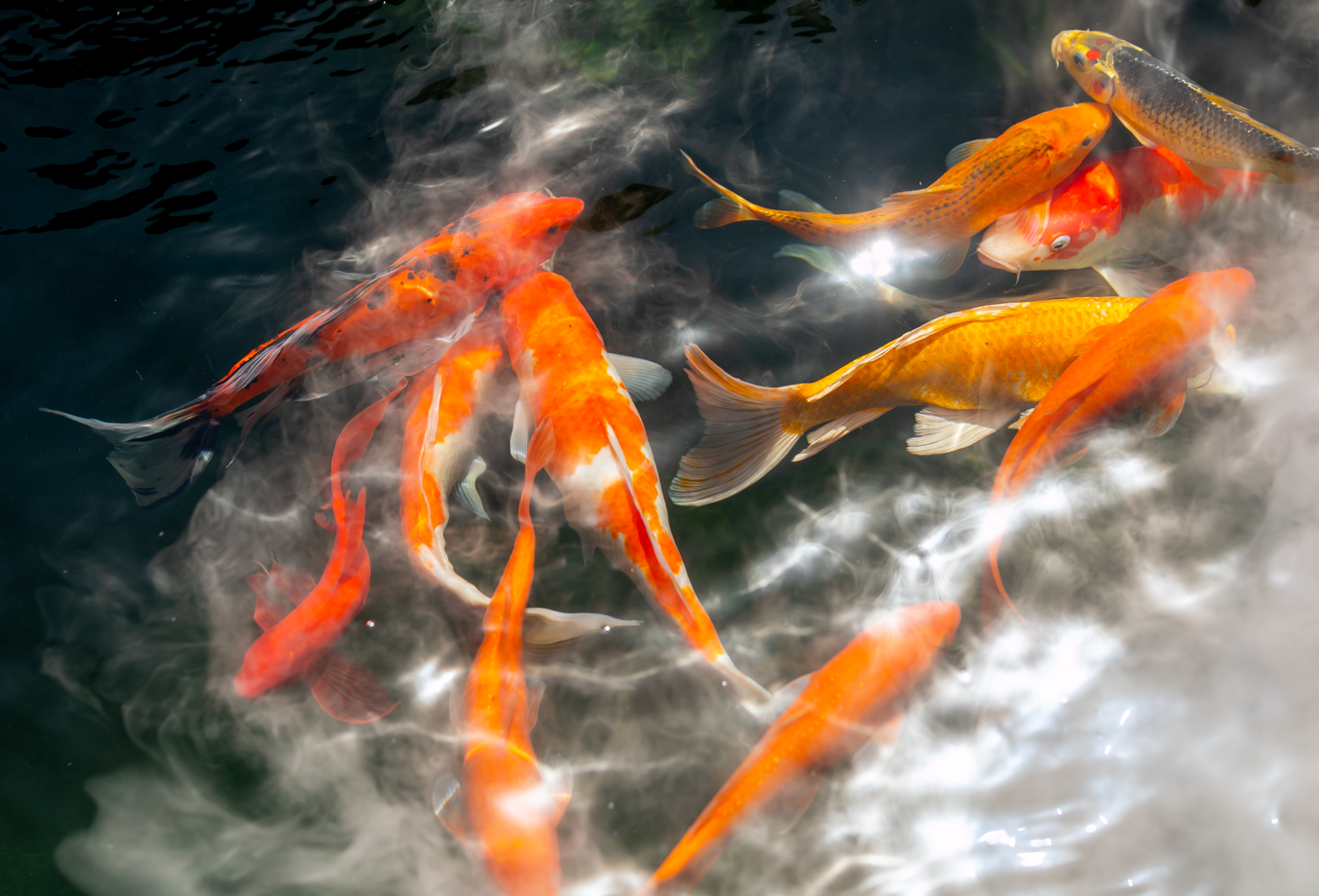 歐亞瑟魚池過濾設(shè)備 歐亞瑟魚池過濾設(shè)備