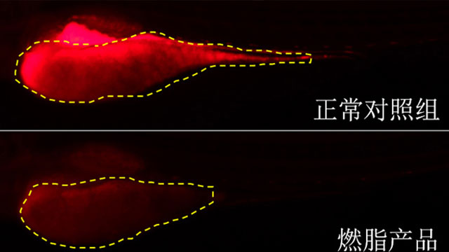 遼寧一站式產(chǎn)品功效認證測試答疑解惑 上海統(tǒng)標檢測認證供應(yīng)