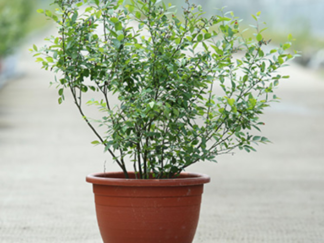 蓝美高含量蓝莓花色苷原料,花色苷