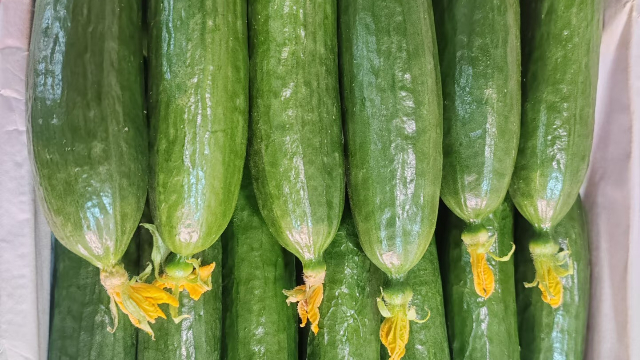 常見水果黃瓜特價,水果黃瓜