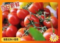朝露龙珠小番茄