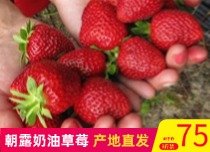 朝露特级奶油草莓