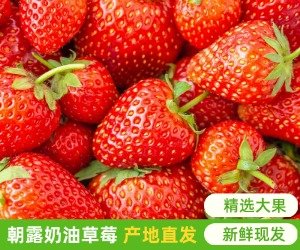 朝露特甜奶油草莓