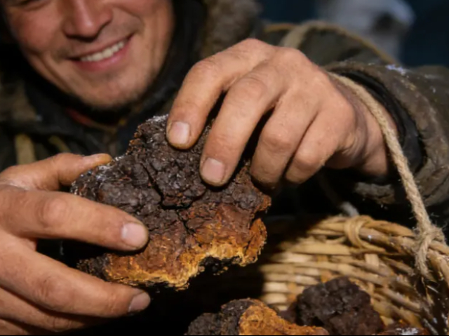 精选桦树茸（白桦茸,西伯利亚灵芝）送礼佳品,桦树茸（白桦茸,西伯利亚灵芝）