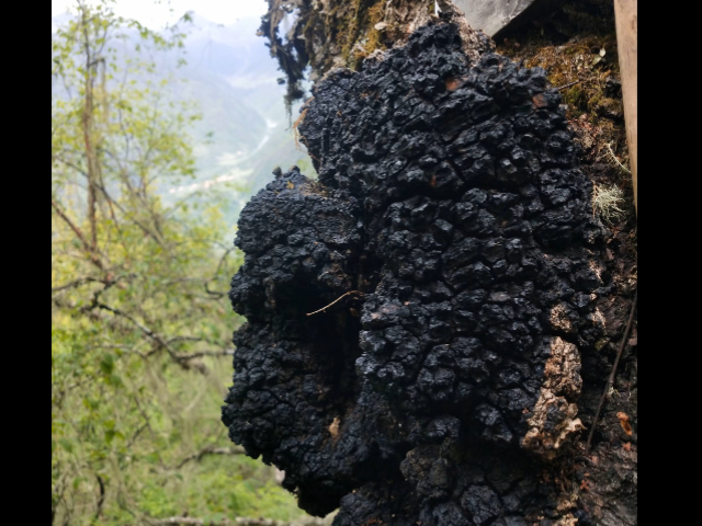 精制颗粒桦树茸（白桦茸,西伯利亚灵芝）一斤价格,桦树茸（白桦茸,西伯利亚灵芝）