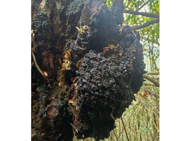 无熏制桦树茸（白桦茸,西伯利亚灵芝）好不好,桦树茸（白桦茸,西伯利亚灵芝）