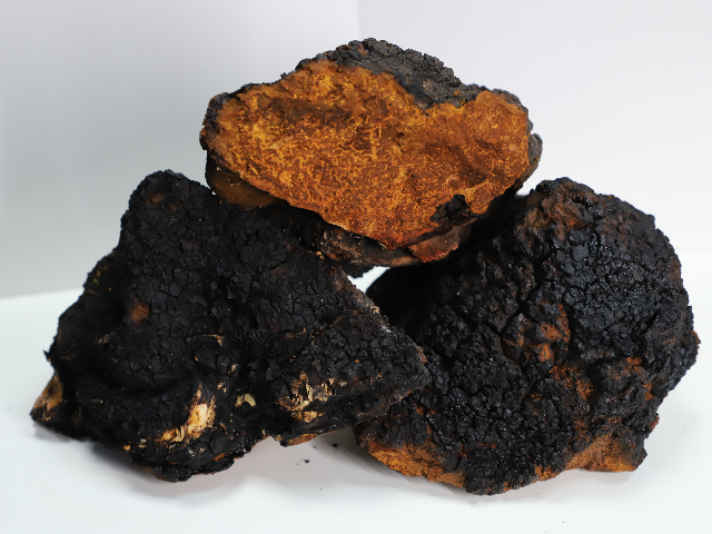 精制颗粒桦树茸（白桦茸,西伯利亚灵芝）一斤价格,桦树茸（白桦茸,西伯利亚灵芝）