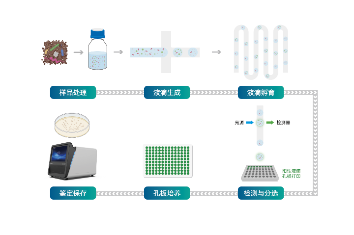 河南合成生物学微生物分离