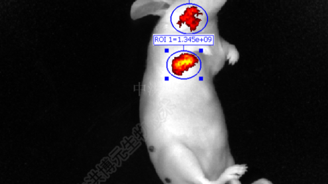 犬動(dòng)物實(shí)驗(yàn)收費(fèi),動(dòng)物實(shí)驗(yàn)