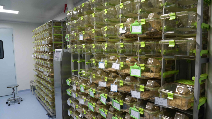 南京豬動物實驗價格 歡迎來電 江西中洪博元生物技術(shù)供應(yīng)