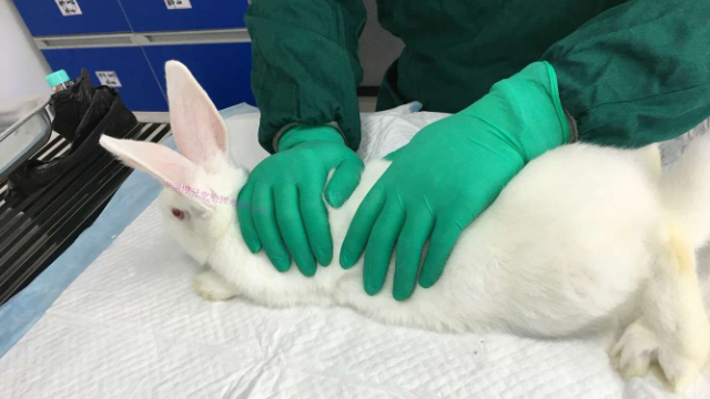 南昌犬動物實驗CRO 誠信服務(wù) 江西中洪博元生物技術(shù)供應(yīng)