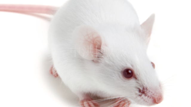 北京醫(yī)學(xué)生物動(dòng)物實(shí)驗(yàn)?zāi)募液?歡迎來(lái)電 江西中洪博元生物技術(shù)供應(yīng)