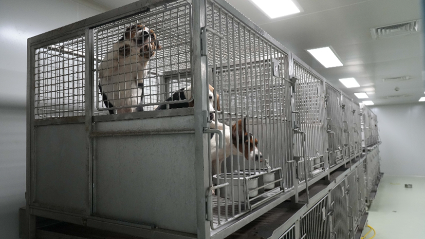 深圳羊動物實驗報價