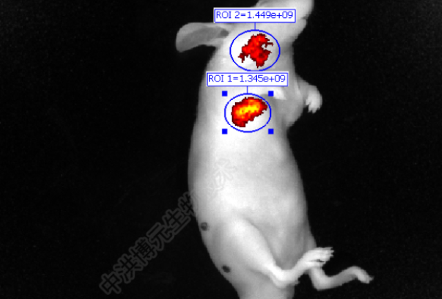 齊齊哈爾cro報價 來電咨詢 江西中洪博元生物技術供應