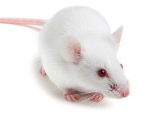 麗水專業cro公司 推薦咨詢 江西中洪博元生物技術供應