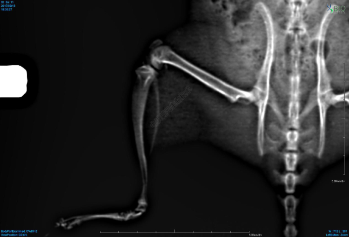 深圳臨床前藥代cro外包 推薦咨詢 江西中洪博元生物技術供應