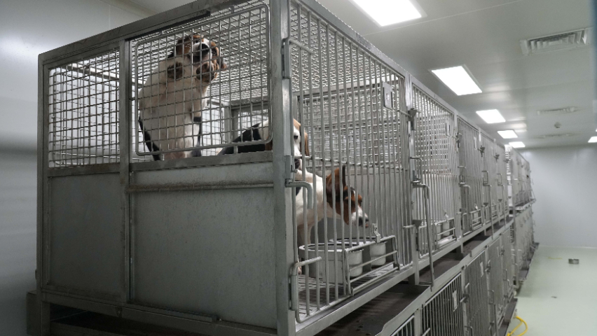 佛山好的cro哪家好 歡迎咨詢 江西中洪博元生物技術供應