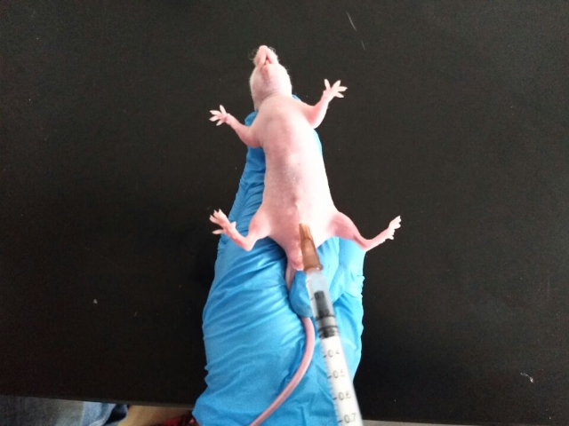 杭州藥理cro收費(fèi) 推薦咨詢 江西中洪博元生物技術(shù)供應(yīng)