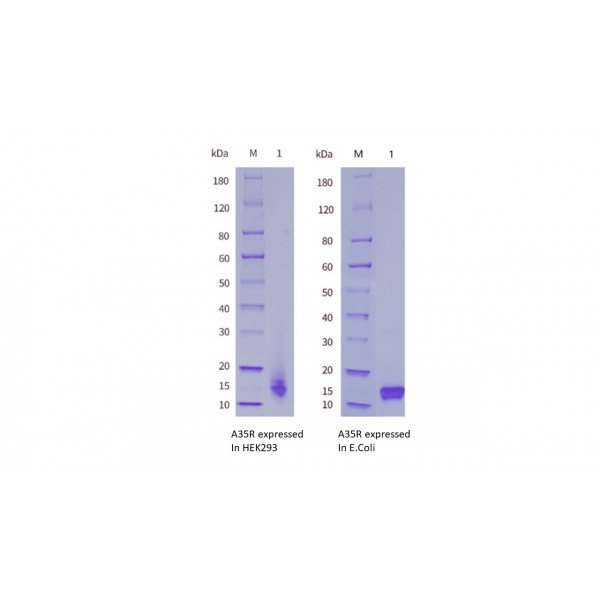 Monkeypox Virus (MPXV) A35R Protein