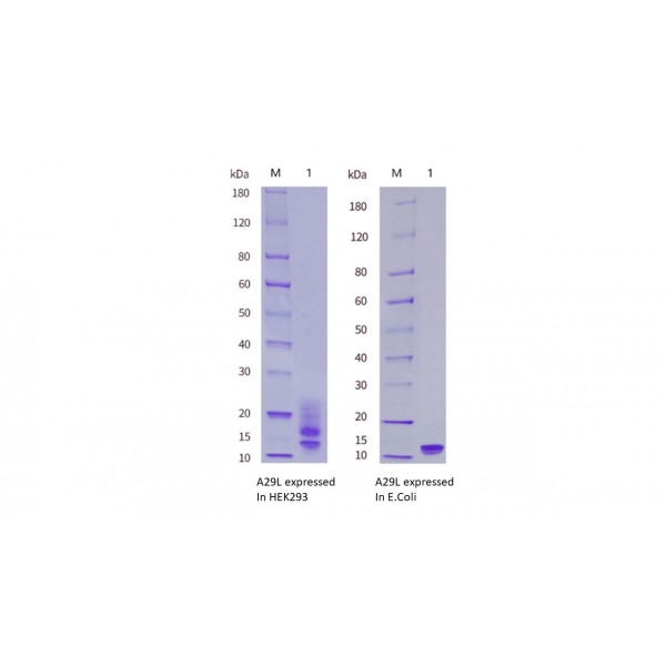 猴痘病毒(MPXV)A29L蛋白