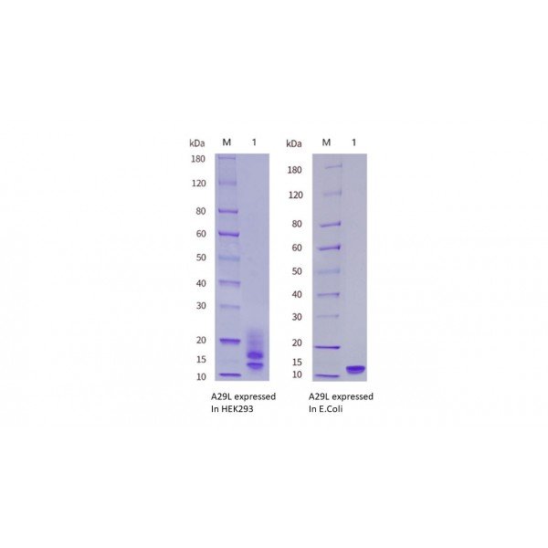 Monkeypox Virus (MPXV) A29L Protein