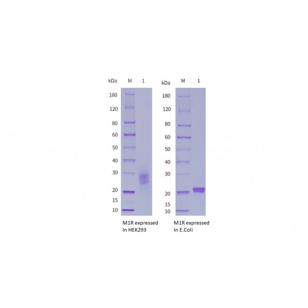 猴痘病毒(MPXV)M1R蛋白