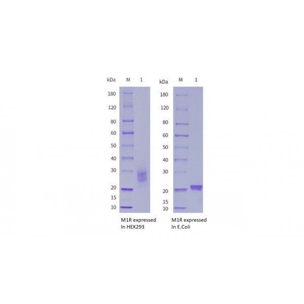 Monkeypox Virus (MPXV) M1R Protein