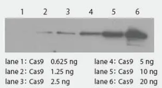 生物素化的Cas9 單克隆抗體
