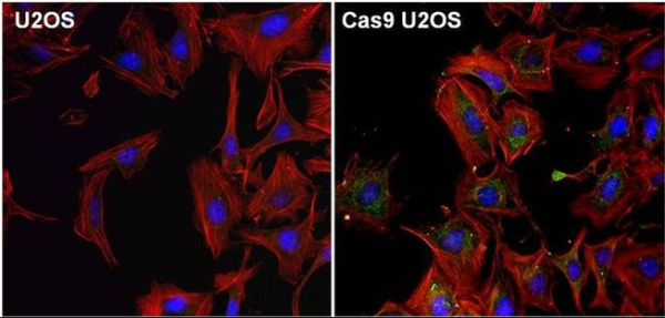 Cas9?單克隆抗體