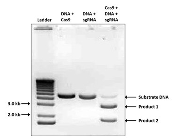 Cas9核酸酶 ?PR-137210