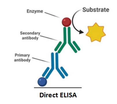 豬巨細胞病毒IgG抗體ELISA試劑盒 BG-POR10453