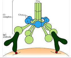 大鼠補體C1q蛋白