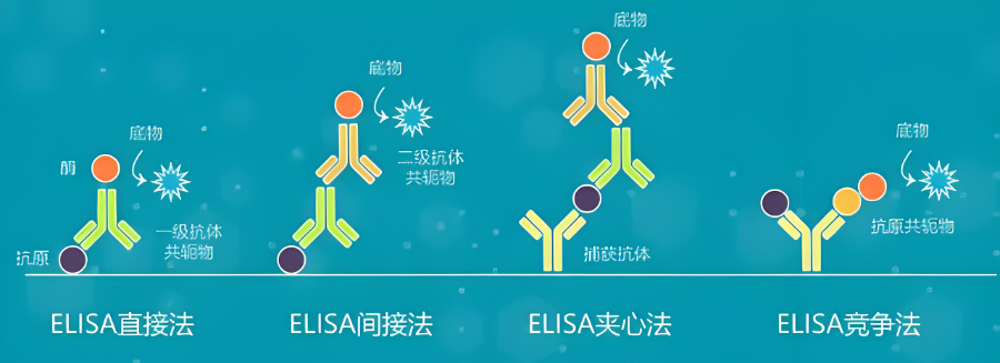 甘肃有什么ELISA试剂盒,ELISA试剂盒