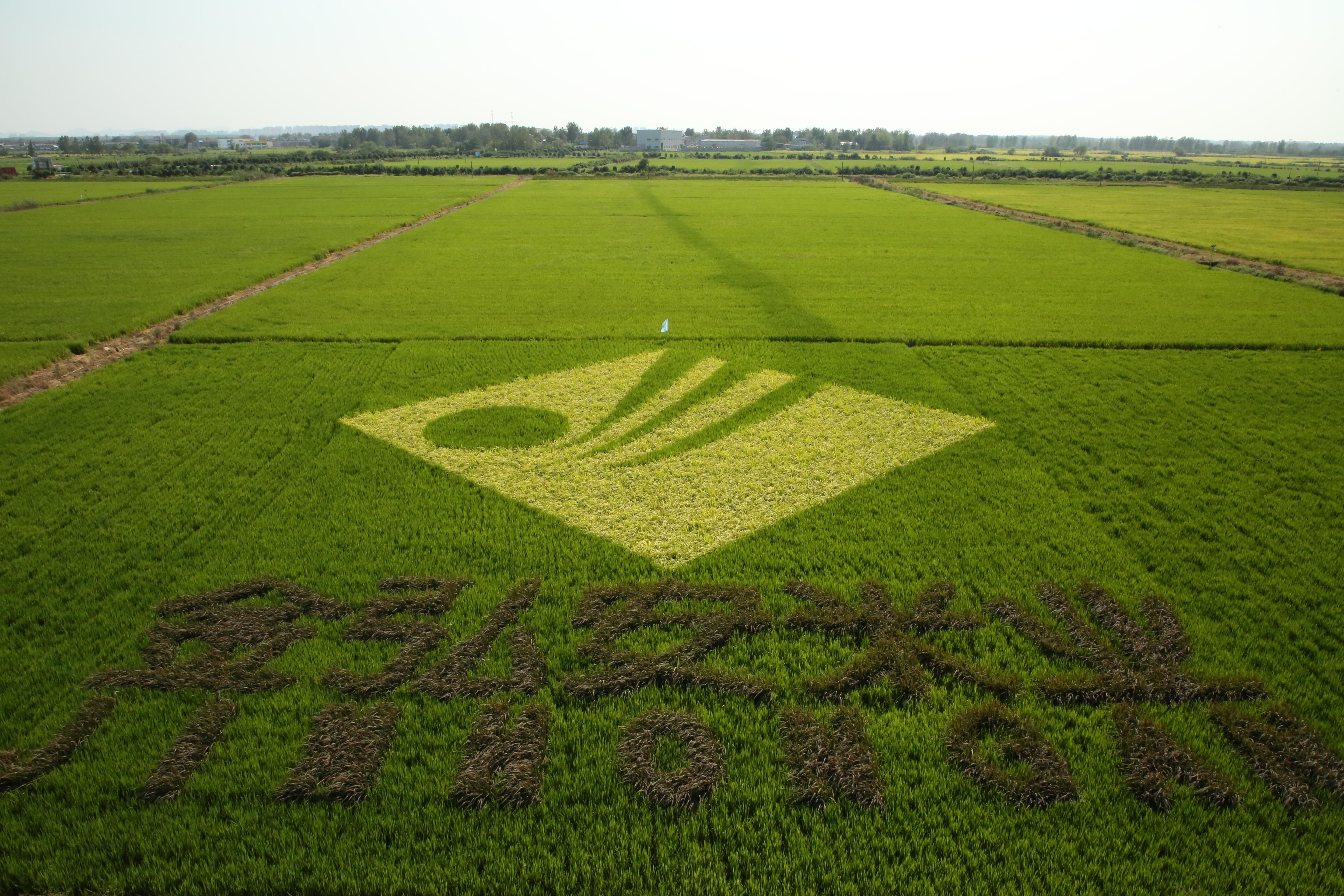 滁州綠色大米源頭工廠：從適度加工到三產(chǎn)融合的產(chǎn)業(yè)升級啟示