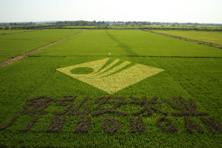 安徽颗粒饱满稻花香米推荐