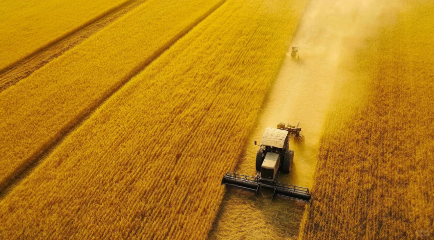 安徽口感好低GI大米銷售價(jià)格 服務(wù)至上 滁州金弘安米業(yè)供應(yīng)