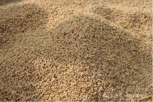 滁州本地农场种植稻花香米厂家批发价,稻花香米